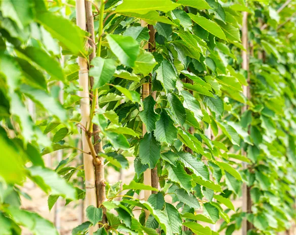 Prunus avium 'Hedelfinger Riesenkirsche' CAC