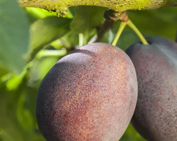 Prunus domestica 'Graf Althans Reneklode' CAC