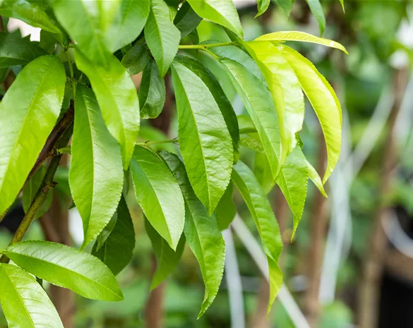 Prunus persica 'Kernechter vom Vorgebirge' CAC
