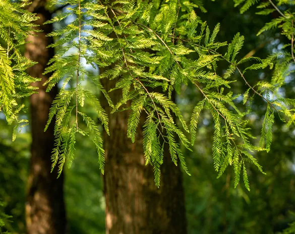 Die beliebtesten Nadelgehölze – Stars mit Nadeln im Garten