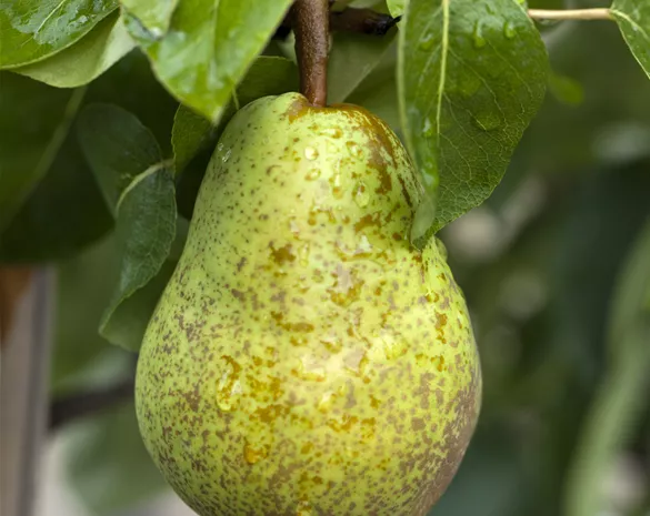 Pyrus communis 'Williams Christ'