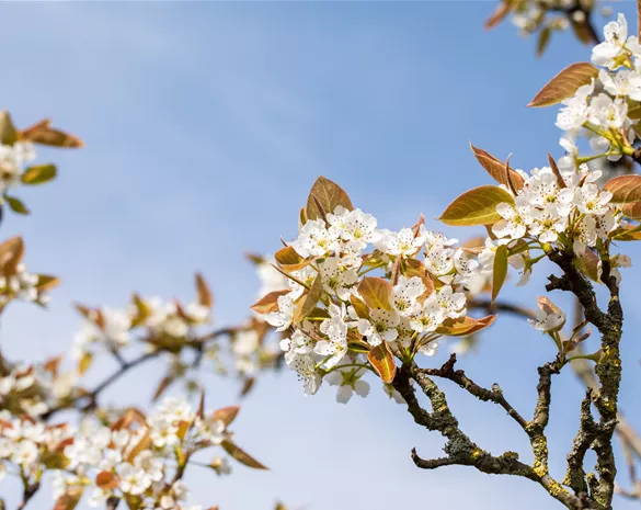 Pyrus pyrifolia 'Kumoi' CAC