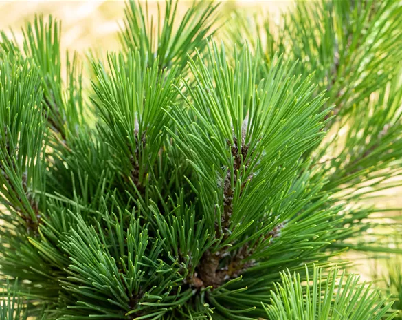 Pinus thunbergii 'Thunderhead'