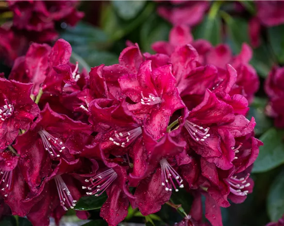 Rhododendron 'Anna Netrebko' ®