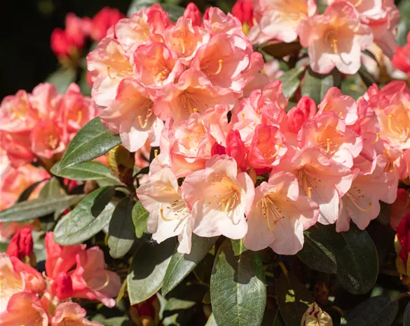 Rhododendron 'Aureolin'®