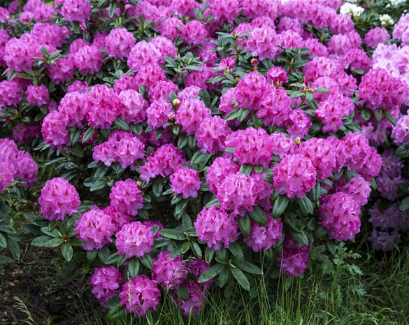 Rhododendron 'Bad Zwischenahn' ®