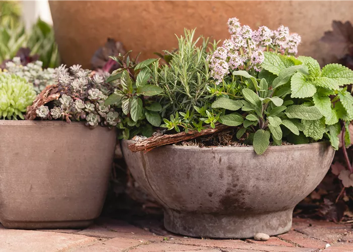 Mehr als nur aromatisch: Die gesunden Nährstoffe in Kräutern